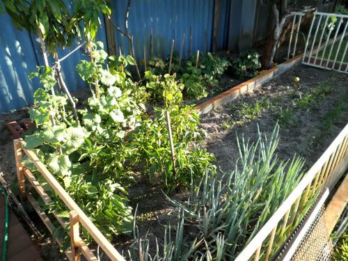Vegetable patch #1 - Capsicums, spring onions, chives, chillis, beans