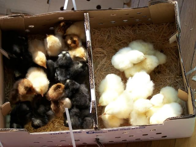 http://i1216.photobucket.com/albums/dd362/glory_be_farmstead/Chickens/100_9534-1.jpg