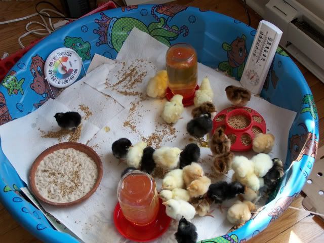 http://i1216.photobucket.com/albums/dd362/glory_be_farmstead/Chickens/100_9538-1.jpg