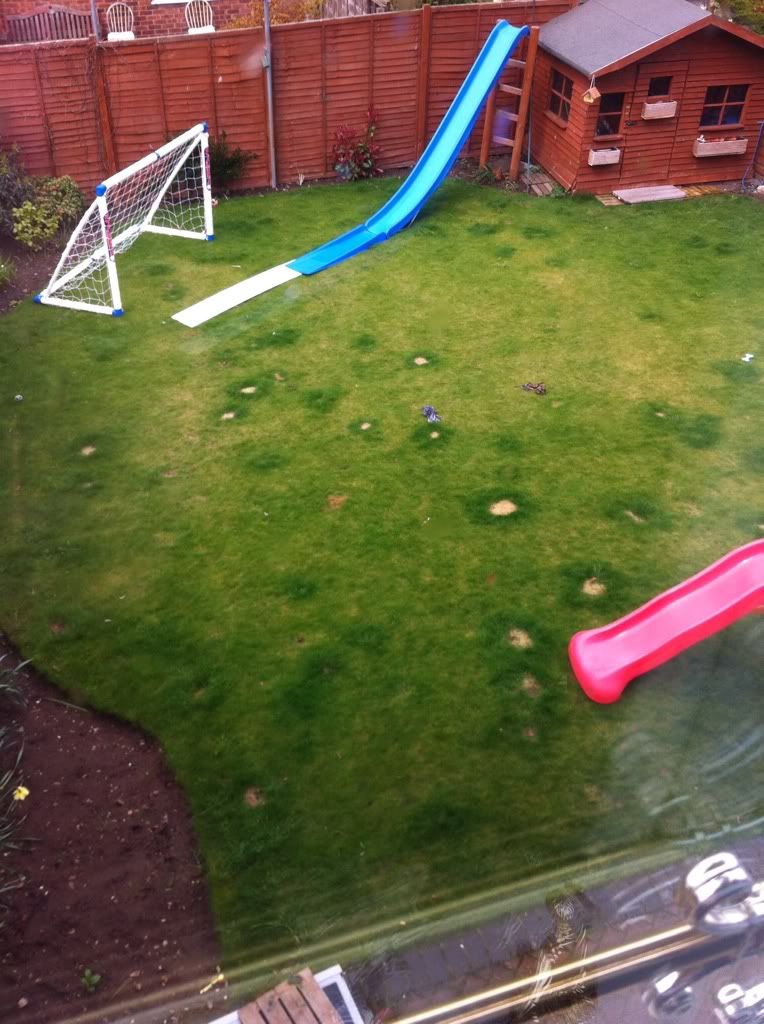 Dog Pee Ruining Grass! The Late Bay