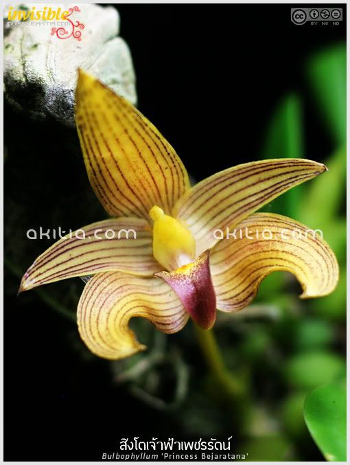 สิงโตเจ้าฟ้าเพชรรัตน์, สิงโตเพชรรัตน์, Bulbophyllum Princess Bejaratana, กล้วยไม้ในพระนาม, ไม้ในพระนาม, กลุ่มสิงโตสยาม, สิงโตลูกผสม, ไม้ดอก, กล้วยไม้, ดอกไม้, aKitia.Com สิงโตเจ้าฟ้าเพชรรัตน์, สิงโตเพชรรัตน์, Bulbophyllum Princess Bejaratana, กล้วยไม้ในพระนาม, ไม้ในพระนาม, กลุ่มสิงโตสยาม, สิงโตลูกผสม, ไม้ดอก, กล้วยไม้, ดอกไม้, aKitia.Com