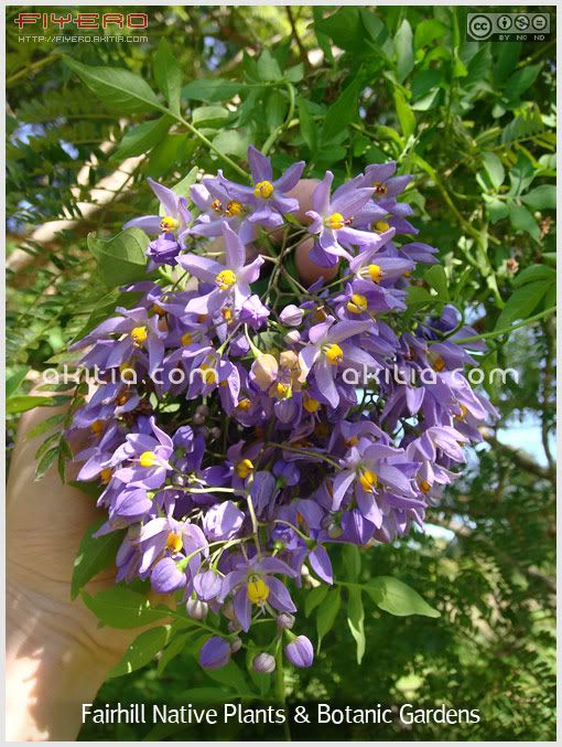 Fairhill Native Plants and Botanic Gardens, ร้านต้นไม้, สวนต้นไม้, ต้นไม้, ดอกไม้, aKitia.Com Fairhill Native Plants and Botanic Gardens, ร้านต้นไม้, สวนต้นไม้, ต้นไม้, ดอกไม้, aKitia.Com