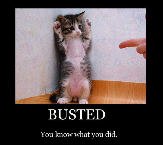 busted-kitty_zpsb02bc3ed.jpg