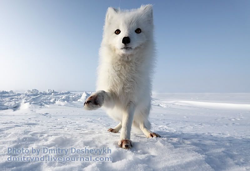 PFox_2362.jpg