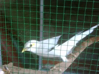 Burung Jalak Putih - Ajilbab.Com Portal