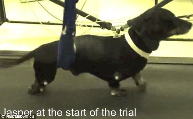 Perro paralítico vuelve a caminar