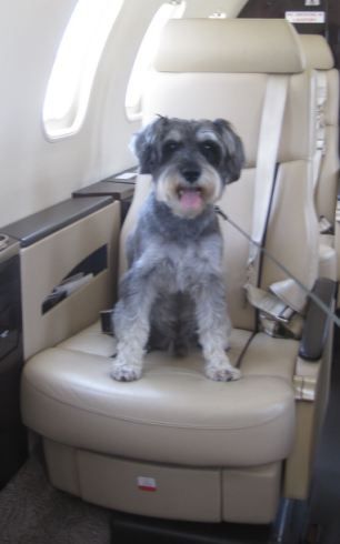Viajar en avion con un perro