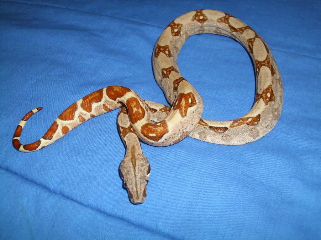 Tippy2.jpg
