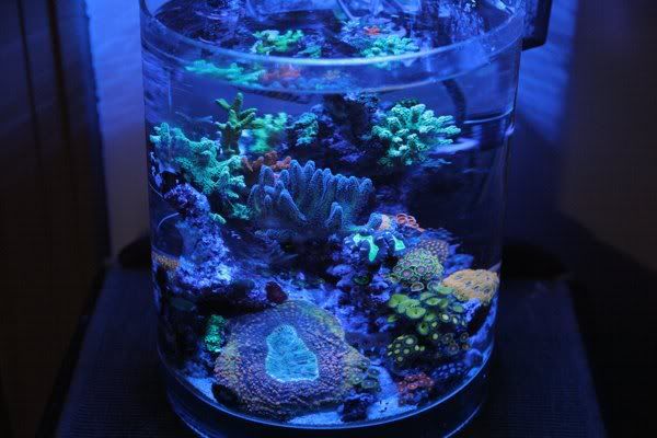 Reef Vase