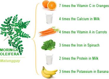 Moringa Oleifera