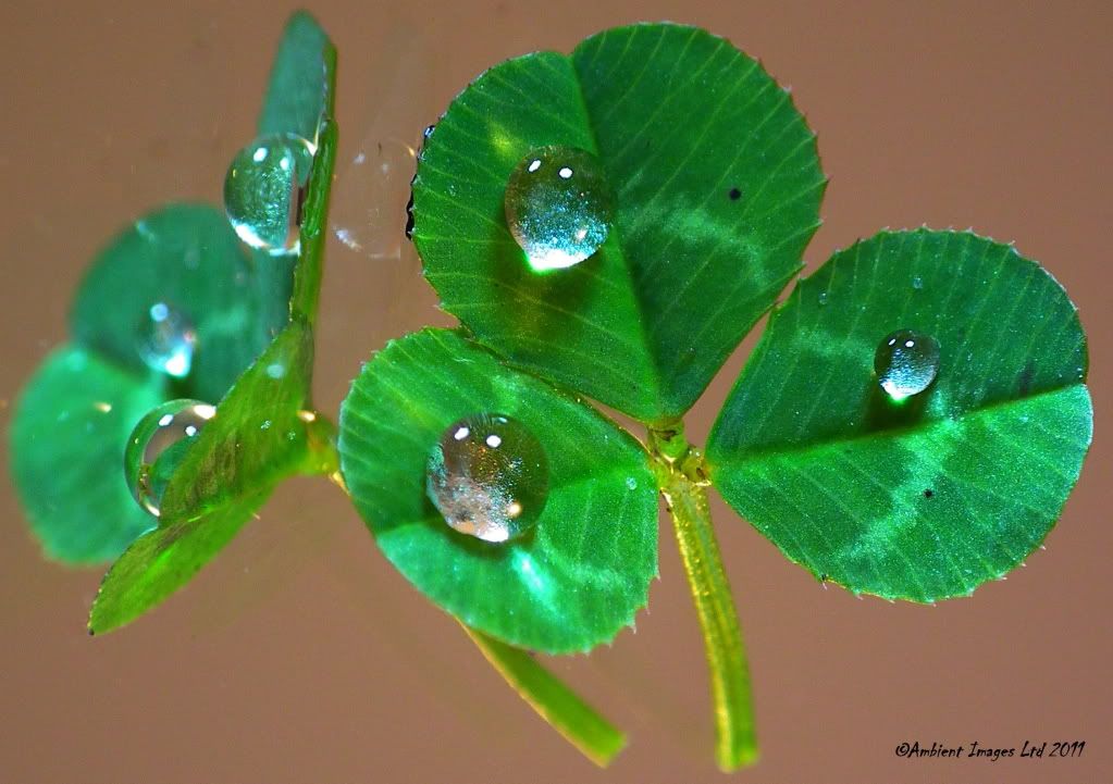 droplet photo: Clover DSCF5243.jpg