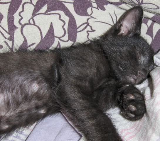 Taz, o carinhoso.