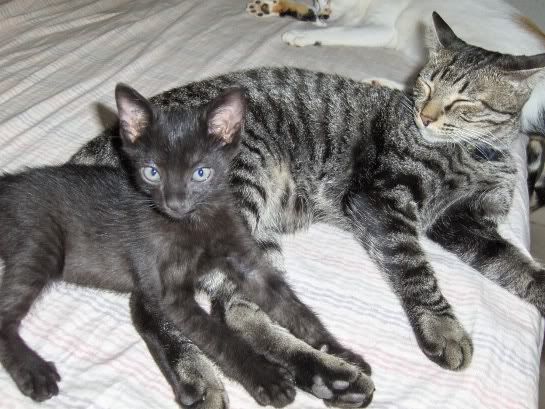 Taz e o Cisquinho