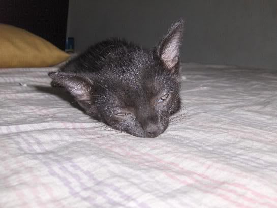 Taz fazendo cara de coitadinho