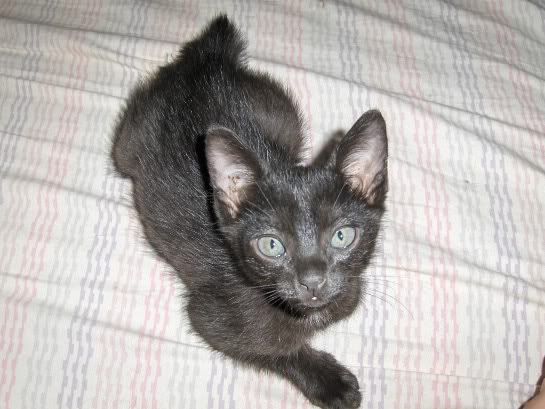 Taz, novo membro da Família Gatos