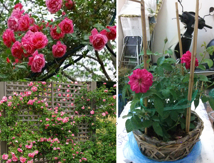 Bán cây hoa hồng leo đã có nụ hoặc có hoa về trồng trang trí cho ngôi nhà thân yêu!