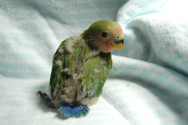jujube-2.png