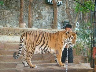 Tiger in Baluarte photo tiger_zpsc1679175.jpg