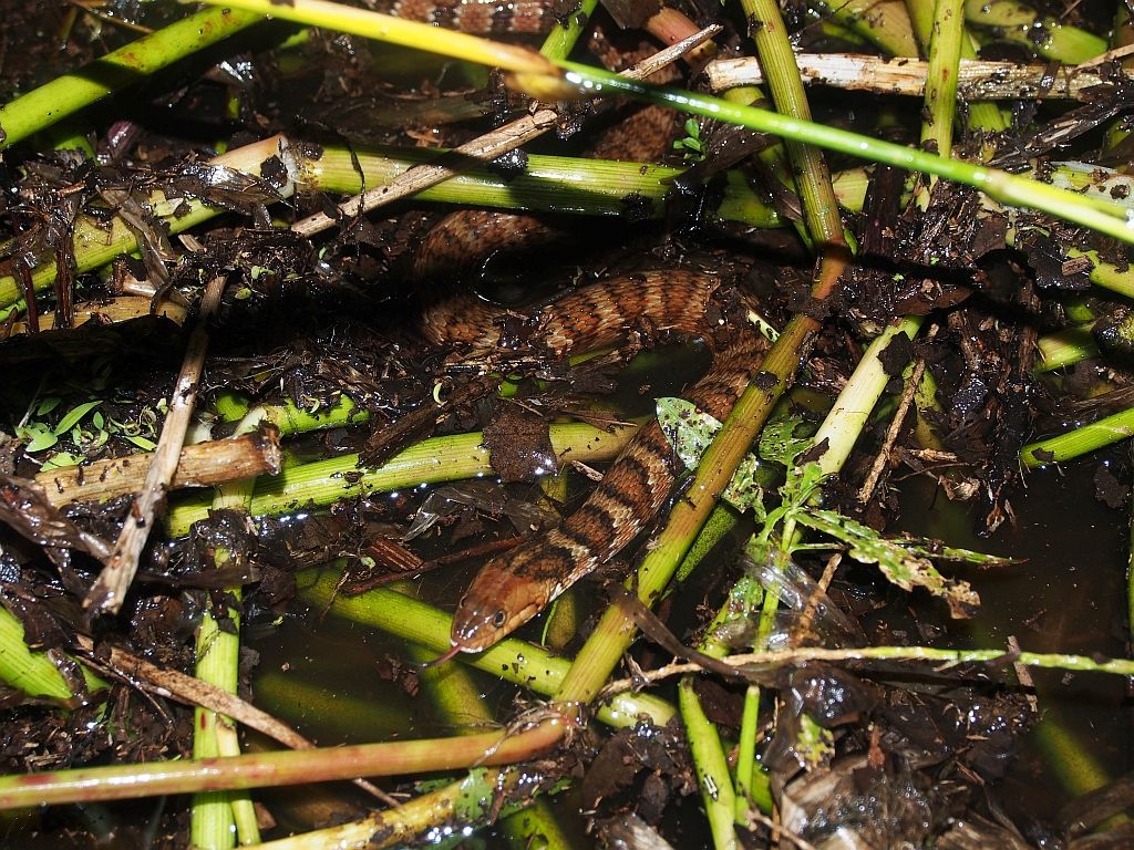 Banded Watersnakes were abundant.