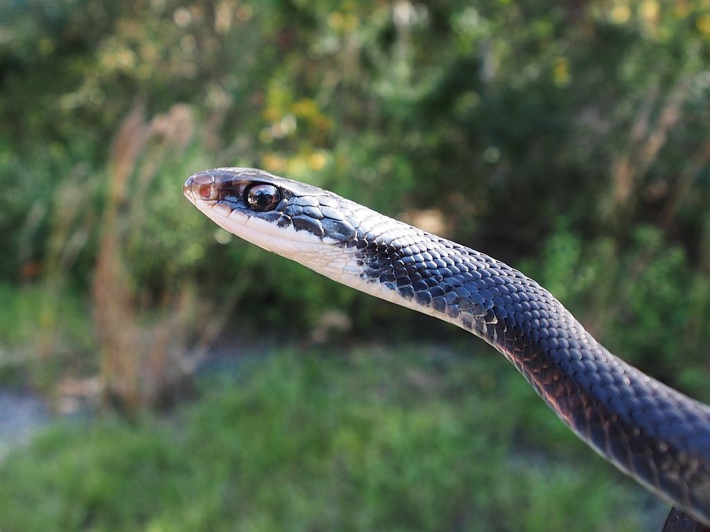Banded Watersnakes were abundant.