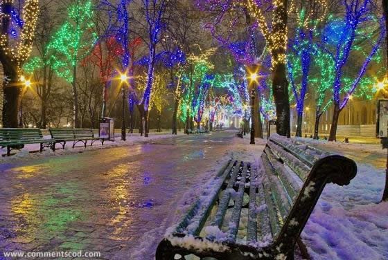 Christmas Light Photo Picture
