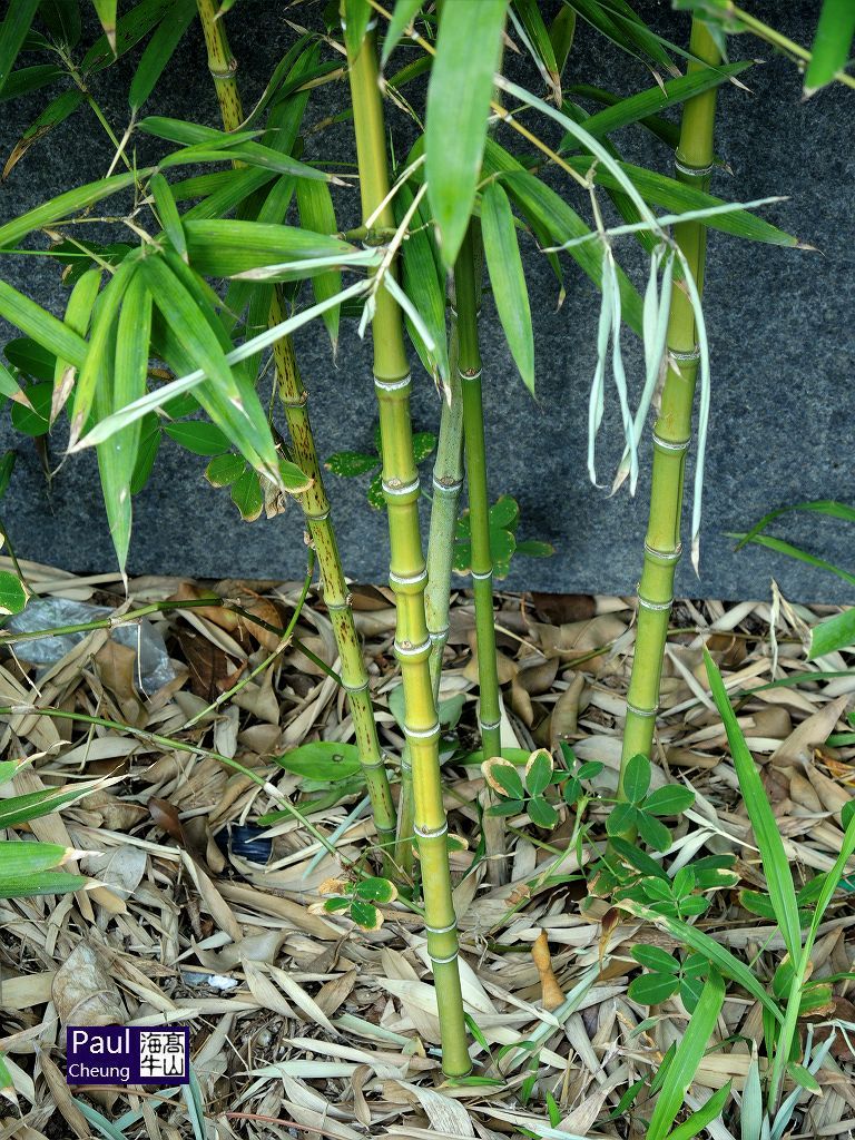 人面竹/罗汉竹 phyllostachys aurea 禾本科