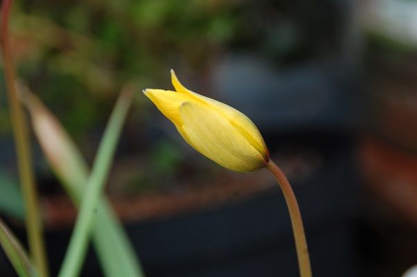 TulipaSylvestris01_zpsctbgdnmc.jpg