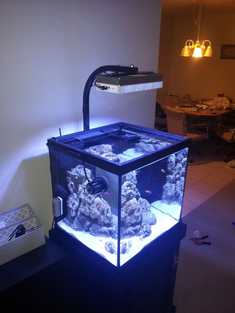 27 cube reef new