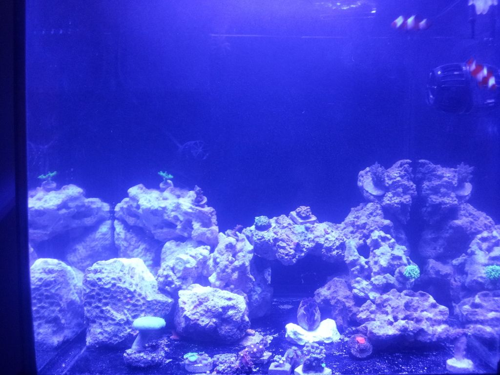 27 cube reef new