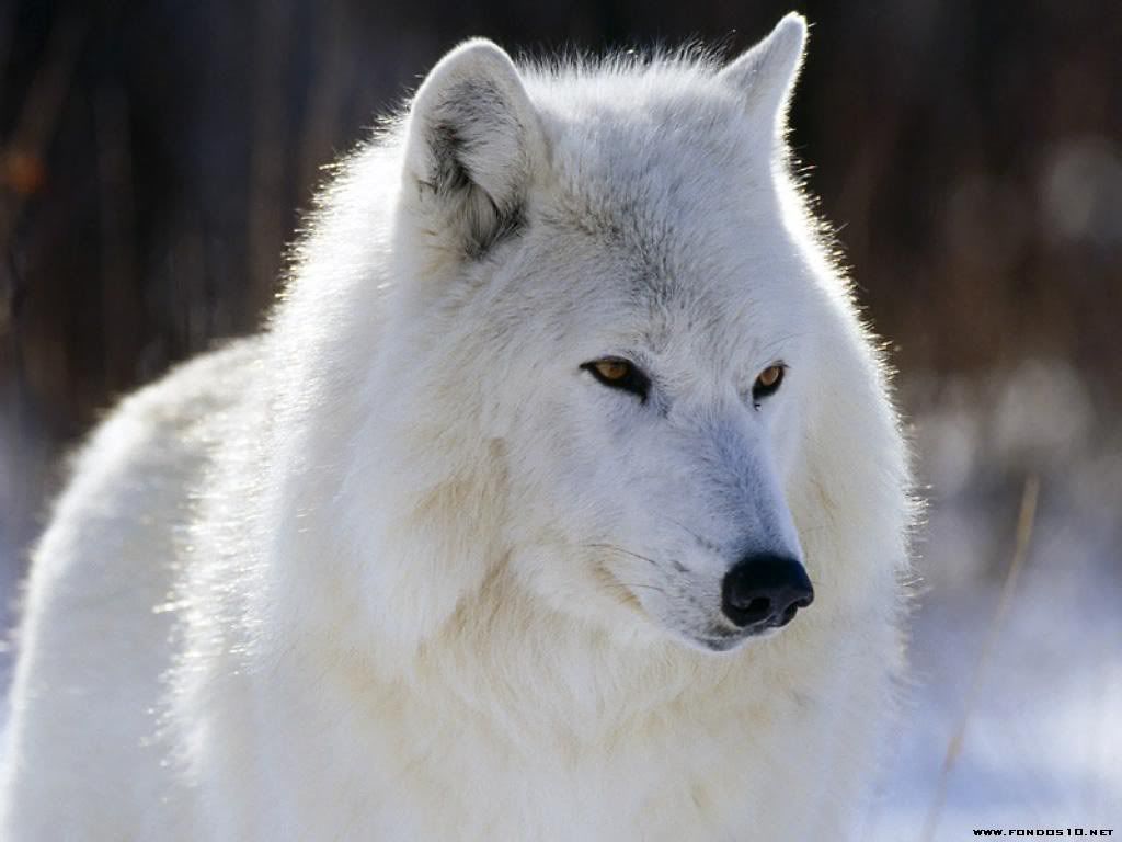 lobo_blanco.jpg pack leader image by loveless2263