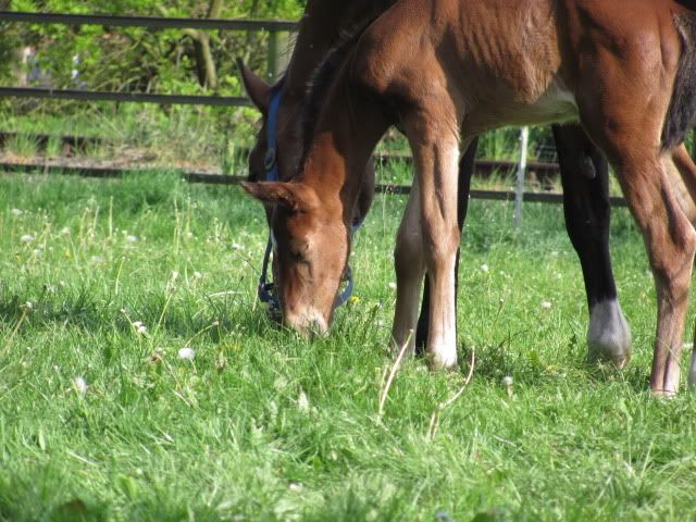 Bild