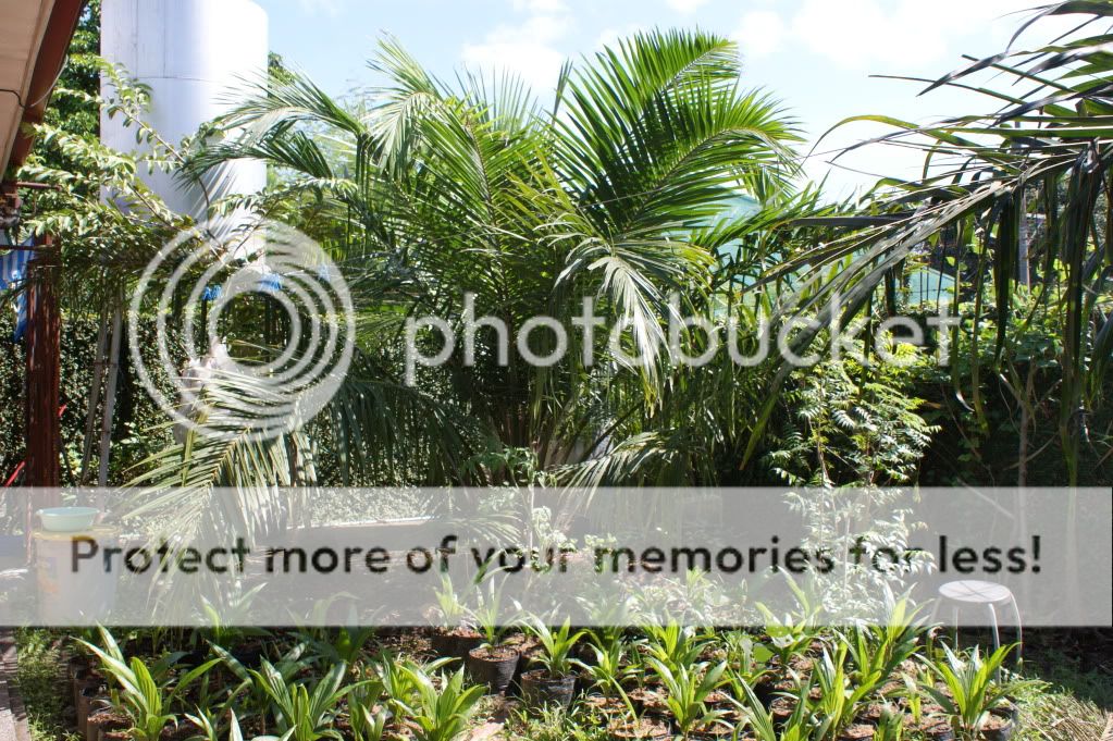 3-year old oil palm tree that is bearing fruit at the back of